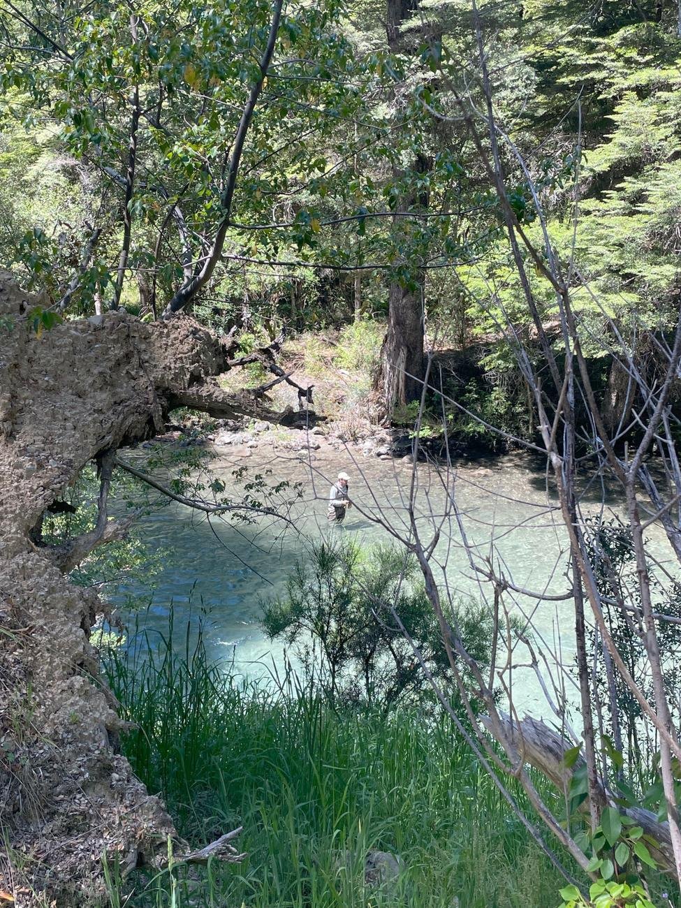 A quiet pool seen through the trees
