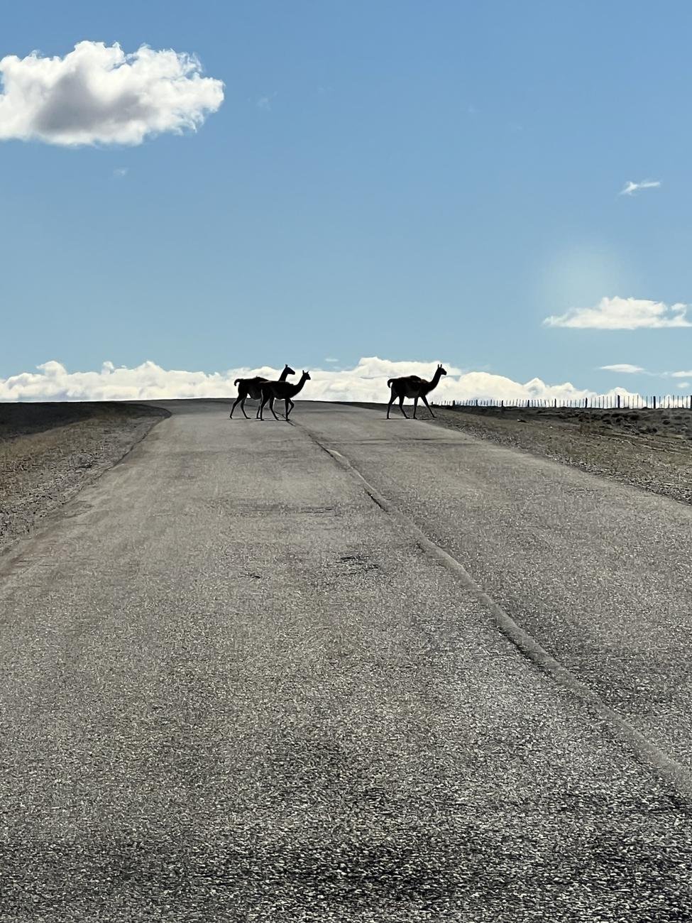 Guanacos crossing the road