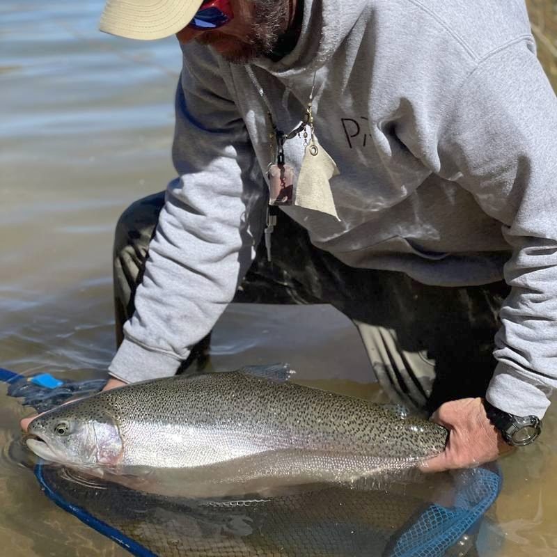 A guide gently releasing a rainbow trout